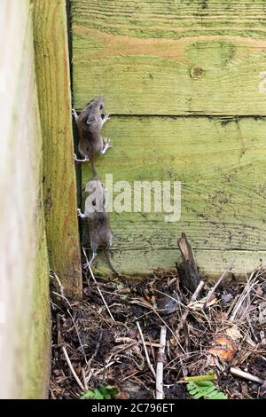 Topi di legno anche noto come un topo di campo Apodemus sylvaticus che sale fuori di legno composto bin quando disturbato durante la svolta in giardino UK Foto Stock