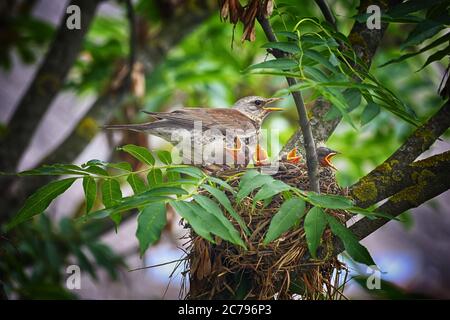 Uccello nel nido che alimenta i loro animali domestici. Primo piano. Foto Stock