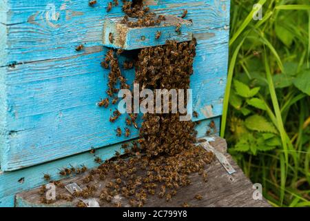 le api sciabiche, accumulate su un alveare Foto Stock
