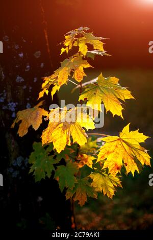 Grandi foglie di acero verde e giallo fresco con il sole che splende attraverso Foto Stock