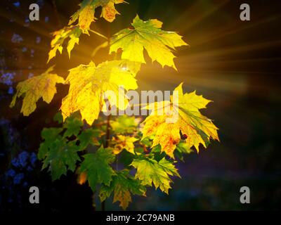 Grandi foglie di acero verde e giallo fresco con il sole che splende attraverso. Sfondo nero Foto Stock