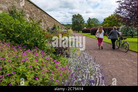 Haddington, East Lothian, Scozia, Regno Unito, 15 luglio 2020. Riapre il Giardino murato di Amisfield: Il giardino del XVIII secolo, uno dei più grandi della Scozia, è gestito e mantenuto interamente da volontari. E' ora aperto 3 giorni alla settimana con un sistema di prenotazione online dopo che le restrizioni di blocco sono state attenuate durante la pandemia di Covid-19. I visitatori camminano su un sentiero nel giardino formale, passando il colorato confine dei fiori erbacei Foto Stock