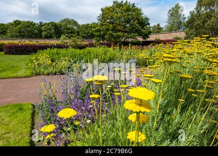 Haddington, East Lothian, Scozia, Regno Unito, 15 luglio 2020. Riapre il Giardino murato di Amisfield: Il giardino del XVIII secolo, uno dei più grandi della Scozia, è gestito e mantenuto interamente da volontari. E' ora aperto 3 giorni alla settimana con un sistema di prenotazione online dopo che le restrizioni di blocco sono state attenuate durante la pandemia di Covid-19. Un colorato letto fiorito con freccia d'oro (Achillea filipendulina) Foto Stock