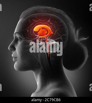 Rappresentazione 3d dell'anatomia dei ventricoli cerebrali femminili Foto Stock