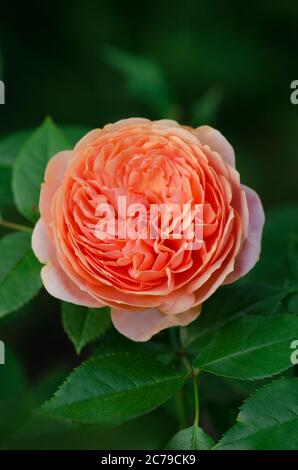 Arancio fioritura rosa Signora di Shalott in giardino Foto Stock