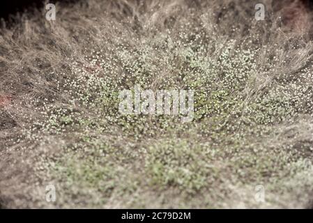 Macro shot dello stampo. Spore di stampo in agar-agar. Una muffa o muffa è un fungo che cresce sotto forma di filamenti multicellulari. Foto Stock