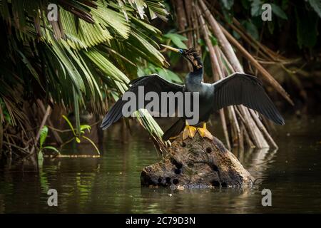 Un maschio Anhinga, Anhinga anhinga, si trova su un fossato in un fiume e diffonde le sue ali per asciugare nel Tortuguero National Park, Costa Rica. Foto Stock