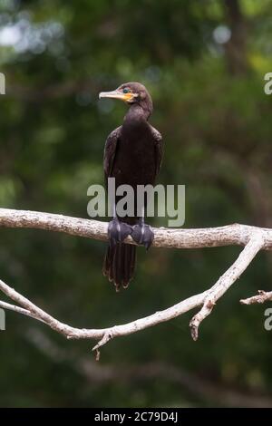 Cormorano neotropico o cormorano olivaceo, Phalacrocorax brasilianus, arroccato su un tronco di alberi sul fiume Tarcoles in Costa Rica. Foto Stock