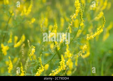 Melilotus officinalis, trifoglio dolce giallo, melilota gialla, melilota a coste, fiori gialli melilota comune fuoco selettivo in prato Foto Stock