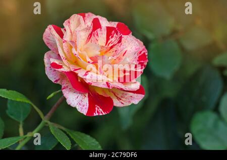 Fiore di rosa a strisce gialle e rosse. Rosa tè ibrido a strisce. Rosa rosa a righe di colore giallo. Rosa bicolore gialla a righe rosa. Foto Stock