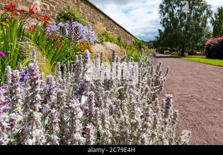 Haddington, East Lothian, Scozia, Regno Unito, 15 luglio 2020. Riapre il Giardino murato di Amisfield: Il giardino del XVIII secolo, uno dei più grandi della Scozia, è gestito e mantenuto interamente da volontari. E' ora aperto 3 giorni alla settimana con un sistema di prenotazione online dopo che le restrizioni di blocco sono state attenuate durante la pandemia di Covid-19. Un colorato fior erbaceo lungo una delle alte pareti sotto il sole estivo Foto Stock