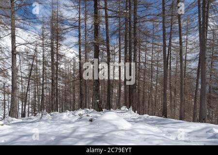 Bosco invernale con larice, abete rosso e pino Foto Stock