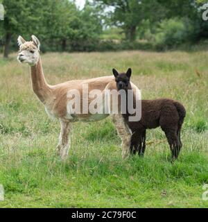 Alpaca , Vicugna pacos madre e bambino Foto Stock