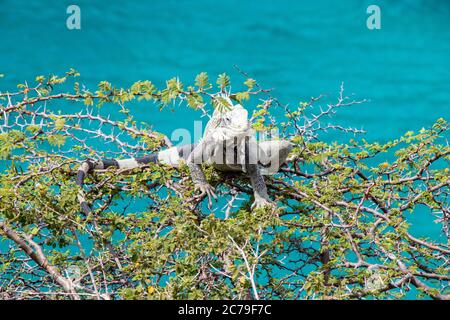 Iguana su un arbusto sul mare sulla fauna selvatica di Curacao Foto Stock