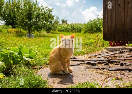 Gatto rosso nel cortile della casa nel villaggio. Il gatto rosso cammina all'aperto. Foto Stock