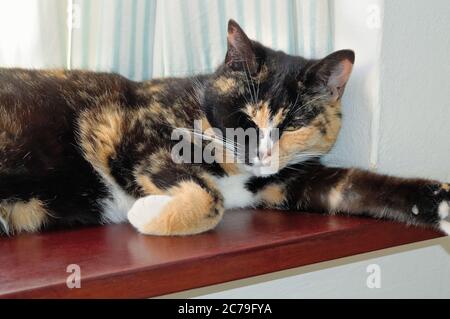 Primo piano di un gatto domestico domestico con guscio tartaruga seduto su una soglia della finestra domestica Foto Stock