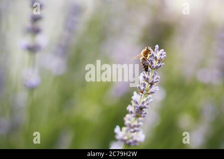 Ape di miele che raccoglie polline da fiore di lavanda. Foto Stock