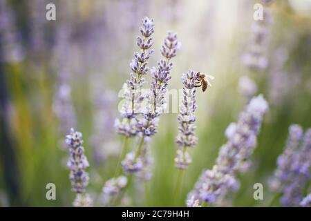 Ape di miele che raccoglie polline da fiore di lavanda. Foto Stock