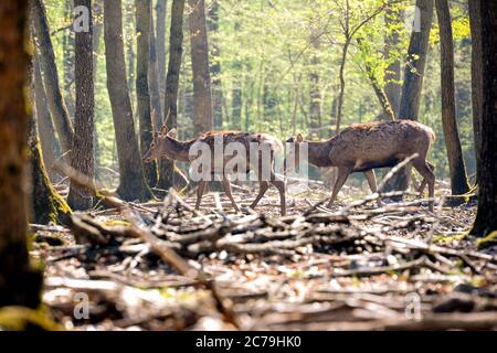 cervi nella foresta di rambouillet Foto Stock