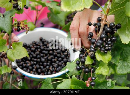 Ribes nigrum. Raccolta manuale di ribes nero maturo in un giardino estivo inglese. REGNO UNITO Foto Stock