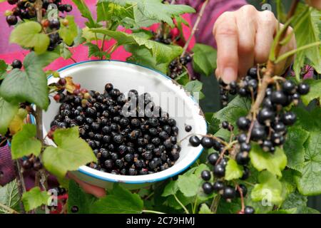 Ribes nigrum. Raccolta manuale di ribes nero maturo in un giardino estivo inglese. REGNO UNITO Foto Stock