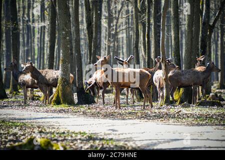 cervi nella foresta di rambouillet Foto Stock