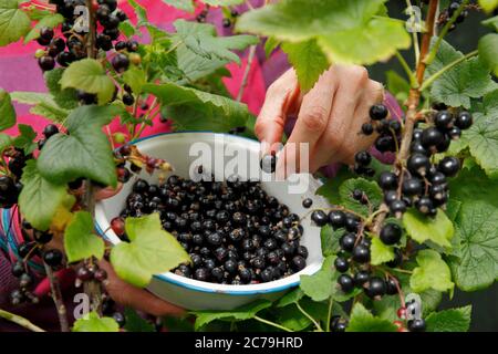 Ribes nigrum. Raccolta manuale di ribes nero maturo in un giardino estivo inglese. REGNO UNITO Foto Stock