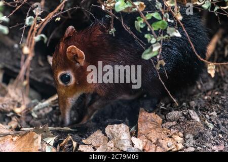 Shrew elefante nero e rufoso, (Rhynchocyon petersi) Foto Stock