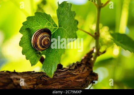 Lumaca su una foglia di uva alla luce del sole. Sfondo naturale. Foto Stock