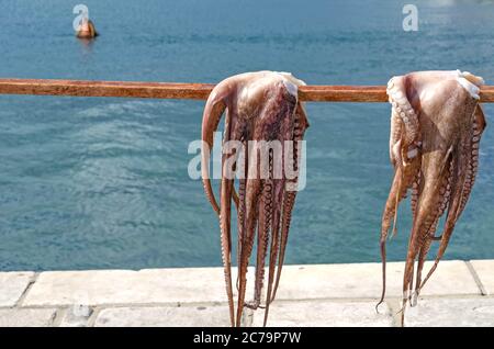 polpo fresco che asciuga al sole Foto Stock