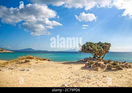 Albero solitario su una spiaggia greca Foto Stock