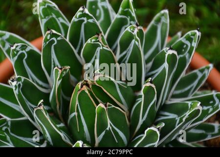 Una pianta succulenta di Agave Victoriae-Reginae in vaso, comunemente conosciuta come Agave della Regina Vittoria o Agave reale. Foto Stock