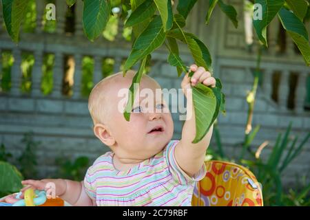 il bambino tiene la mano su una foglia verde di un albero di noce nel giardino Foto Stock