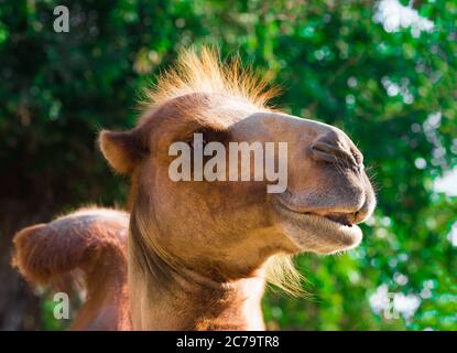 Divertente simpatico ritratto di testa di cammello sorridente primo piano in una giornata di sole nello zoo. Foto Stock
