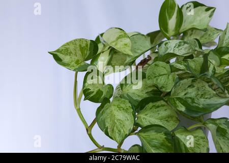 primo piano di una pianta di pothos variegata, spazio di copia Foto Stock