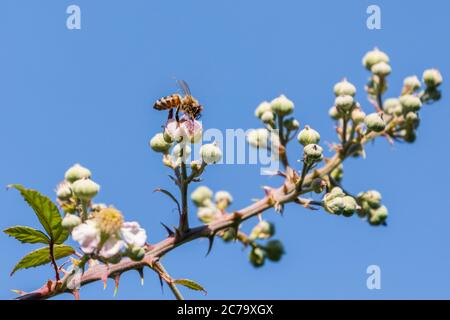 Ape di miele che prende nettare da un fiore su un bramble Foto Stock