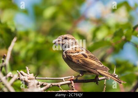 Passera di casa seduta in hedgerow con cibo per i suoi giovani Foto Stock