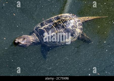 Snapping comune tartaruga (Chelydra serpentina) Foto Stock