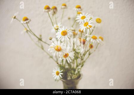 In un vaso di vetro su sfondo bianco è un bouquet di semplici margherite bianche su lunghi steli. Foto Stock