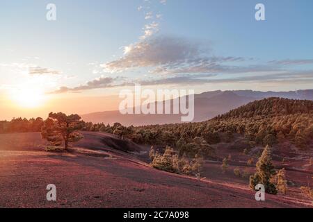 Tramonto a Llano del Jable con fiori rossi che fioriscono nella lava Foto Stock