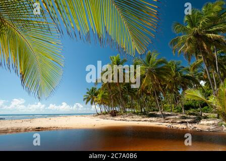 Paglia di cocco in una giornata di sole alla spiaggia di Taipú de Fora, Penisula de Marau, BA, Brasile Foto Stock