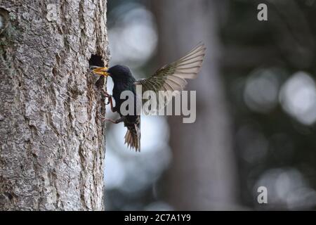 Starling europeo (Sturnus vulgaris) che alimenta un mirtillo di salmonola ad un nestling con le ali estese. Il nido è in una cavità ad albero. Foto Stock