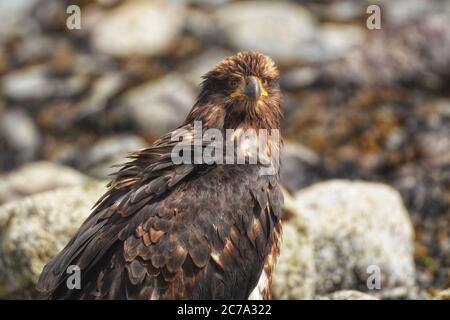 Aquila baldana immatura guardando la macchina fotografica contro uno sfondo roccioso di spiaggia. Foto Stock