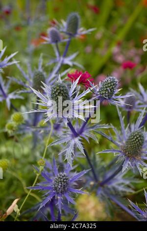 Mare agile in giardino cottage, Regno Unito Foto Stock