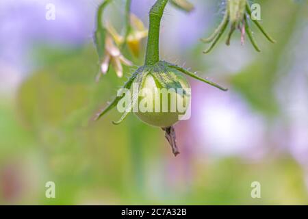 primo piano macro di pomodoro indeterminato che germogliava pochi giorni prima di scattare foto. Foto Stock