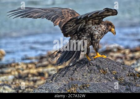 Aquila calva giovanile che atterra su una roccia rivolta lontano dalla telecamera con ali sparse. Foto Stock