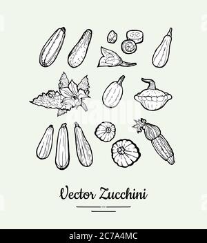 Set vettoriale zucchine. Poster vegetariano, banner, logo, icone, adesivi, menu, negozio, ristorante, modello di etichetta. Linea di prodotti alimentari Illustrazione Vettoriale