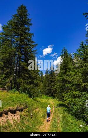 Solitario camminatore femminile su pista, foresta e cime di montagna nella Valle di Guisane, a nord di Briancon, Ecrins, Parco Nazionale Francia Foto Stock
