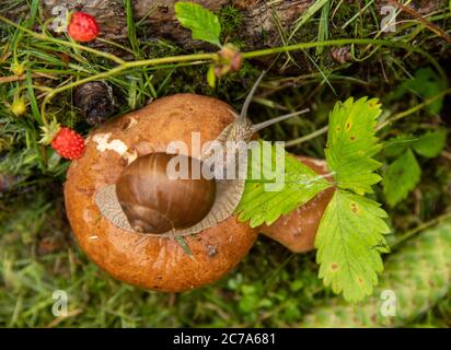 Una lumaca da giardino si trova su un grande fungo bagnato, e un altro fungo più piccolo cresce nelle vicinanze. Foto Stock