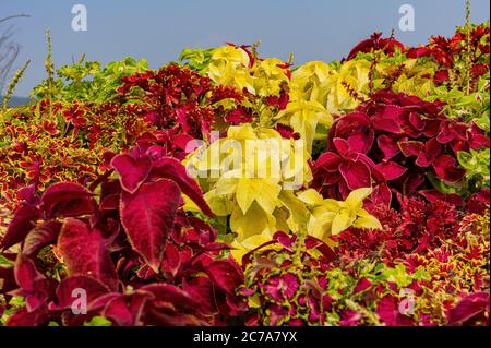 Molti Coleus colorati sul terreno a Taipei, Taiwan Foto Stock